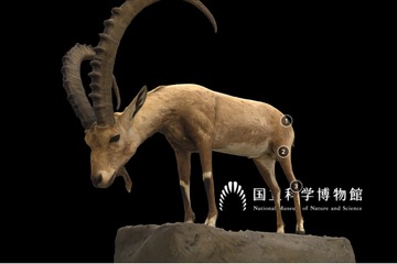国立科学博物館、剥製3Dデジタル図鑑Web公開 画像
