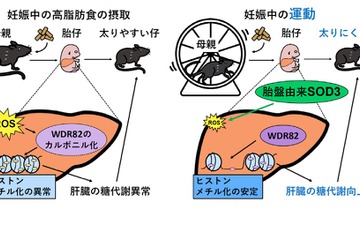 妊娠中の運動が子の肥満防ぐ…東北大等の研究グループ 画像