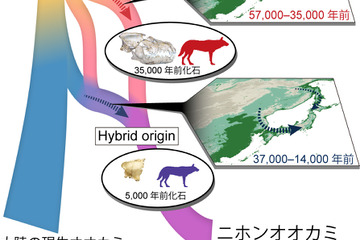 ニホンオオカミの起源に関する謎が解明、地理的環境も大きく寄与 画像