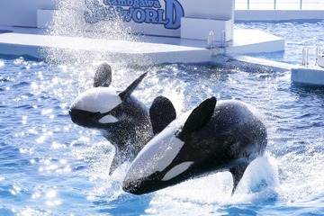 鴨川シーワールド、開業記念日10/1は入館料が半額に 画像