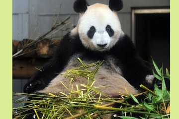 上野動物園で7/5パンダの赤ちゃん誕生…映像と鳴き声をネット公開 画像