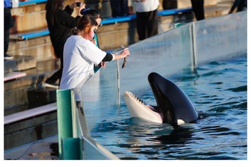 シャチに特化「スペシャル水族館探検プラン」鴨川シーワールド 画像