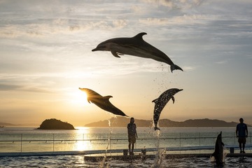 【GW2023】四国水族館、夜イベント…イルカサンセット等 画像