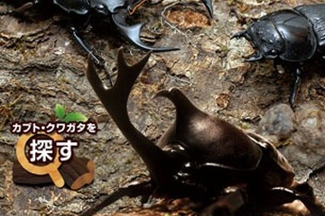 世界のカブト・クワガタ全120種類を収録した図鑑アプリ、BIGLOBEが提供 画像