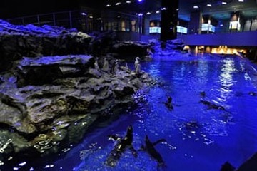 すみだ水族館、「おやこでお泊り水族館」盛況につき9月も実施決定 画像