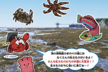 【夏休み2024】千葉県「海の博物館」磯の生きものミニ水族館7/13-9/1…観察会も 画像