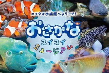 【夏休み2024】玉川高島屋S・C「ニコタマ水族館」8/16-9/1 画像