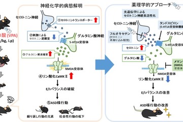 自閉スペクトラム症の新たな病態メカニズムを解明、藤田医科大らの研究 画像