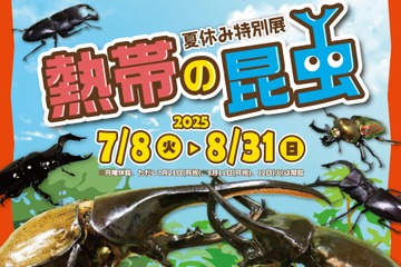 【夏休み2025】世界最大級のカブトムシに会える…板橋の植物館で特別展 画像