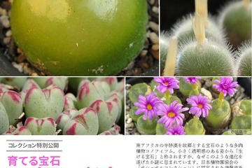 筑波実験植物園、育てる宝石「コノフィツム」特別公開 画像