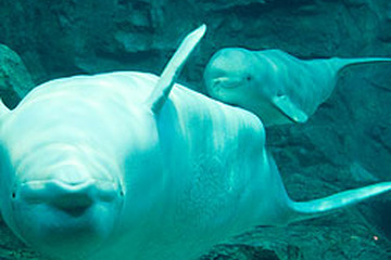 名古屋港水族館が開館20周年を記念して2千組を無料招待 画像