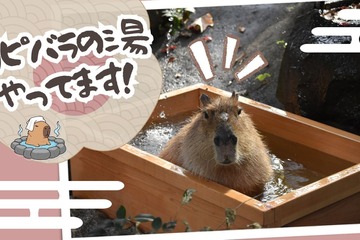 カピバラが温泉でリラックス「群馬サファリパーク」動物福祉も学ぶ 画像