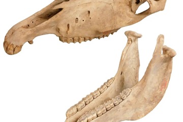 大阪市立自然史博物館、干支にちなんだ「午年展」1/16-25 画像