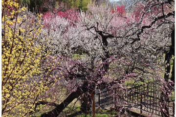 東京都「神代植物公園」梅・椿・桜 開花にあわせた催し、2/10から 画像