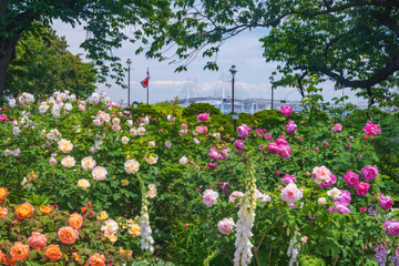 【GW2026】バラ1,900株が見頃…横浜ローズウィーク5/2から 画像