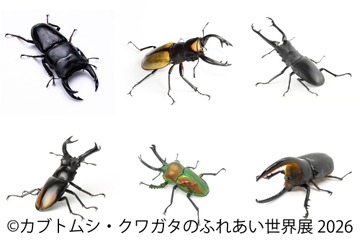 【夏休み2026】「カブトムシ・クワガタのふれあい世界展」浅草橋8/1-16 画像