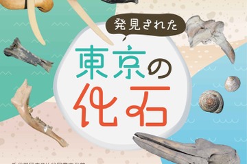 特別展「発見された東京の化石」日比谷図書文化館で8/29から 画像