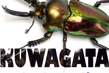 【夏休み2026】約1,700種の標本展示「世界のカブト・クワガタ展」静岡・磐田8/30まで 画像