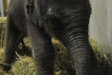 東山動物植園初、アジアゾウの赤ちゃんが1/29誕生 画像