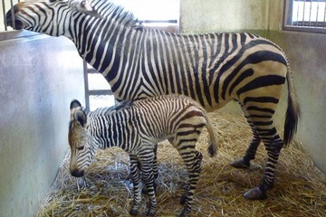 川崎市・夢見ヶ崎動物公園にシマウマの赤ちゃん誕生、2/17まで愛称募集 画像