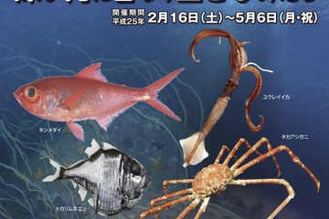 千葉県・海の博物館、深海に関する企画展を2/16より開催 画像