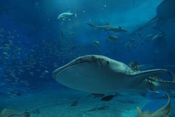 【GW】人気の動物園・水族館ランキング、1位は沖縄美ら海水族館 画像