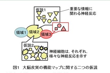 効果的な学習方法解明に一歩前進、学習能力の源泉は「ダーウィニズム」 画像