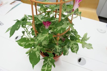 【中学受験に勝つ】夏休み自由研究…理科（4）朝顔の観察 画像