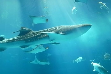 行ってよかった動物園＆水族館、4年連続1位は「沖縄美ら海水族館」 画像