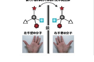 科学者の芽育成プログラムで快挙、中学生が新発見で米科学誌に掲載 画像