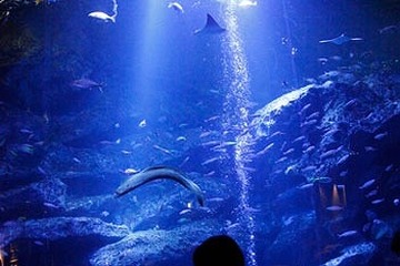 夜のいきもの観察、すみだ水族館の「おやこでお泊り水族館」10/5-6 画像