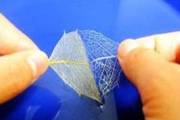 京大の親子理科実験教室、超音波で作る「葉脈標本」12/22-23 画像