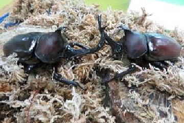 【夏休み】万博記念公園でカブトムシフェア開催…先着150家族に成虫ペアをプレゼント 画像