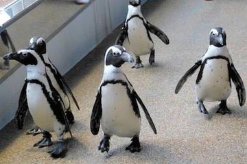 ペンギンはスーパー体育会系…ペタペタ歩きに隠された秘密 画像