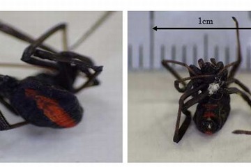 有毒グモ「セアカゴケグモ」を都内で発見、素手で触らないよう注意 画像