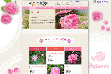 バラの魅力を伝えるサイト「ローズ図鑑」開設、バラの香りや栽培方法を紹介 画像