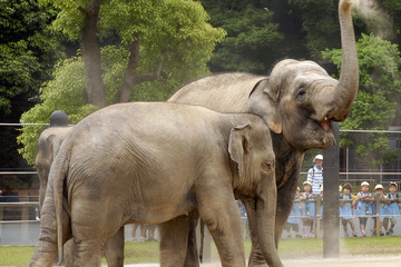 上野の山で「本物・骨格・作品」のゾウをめぐるツアー開催5/17 画像