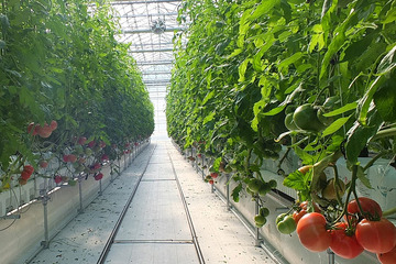 ディズニー、パークの野菜農園を自社生産目指す…山梨県 画像