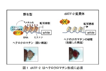 理研、親のストレスはDNA配列の変化を伴わずに子どもに遺伝 画像