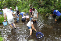 【夏休み】小2-6対象フィールドワーク「親子ではじめる川遊び」 画像
