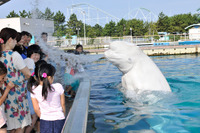 【夏休み】八景島シーパラ、水かけ納涼イベント「アイランドサマー’15」開催 画像