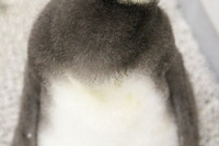 名前は「たいこ」、すみだ水族館の赤ちゃんペンギン15,000通応募から 画像