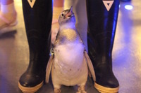 【夏休み】すみだ水族館の赤ちゃんペンギン「たいこ」がプールデビュー 画像