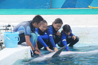 鴨川シーワールド、小5・6「水族館でトレーナー体験」9/1より参加者募集 画像