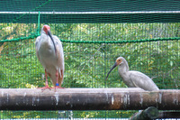 トキの保護繁殖、2015年は9羽誕生…多摩動物公園 画像
