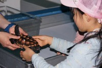 鴨シー秋の特別イベント、ウミガメふれあい体験を実施 画像