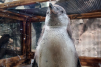 【話題】ここにも嵐!? 二宮、櫻井…アイドルペンギン現る 画像