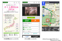 ナビタイム、さくら開花特集を公開…7段階で毎日更新 画像