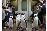近鉄、ペンギン列車で行く志摩マリンランド・ツアー 画像