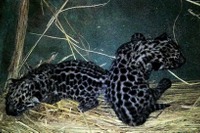 ぬいぐるみのような愛らしさ、ジャガーの赤ちゃん2頭が天王寺動物園で誕生 画像